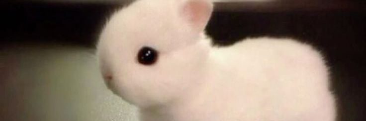 midnight. banner