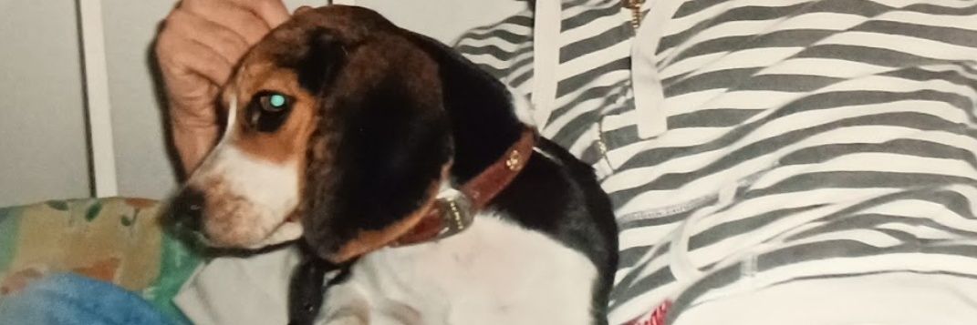 Manolo Monari banner