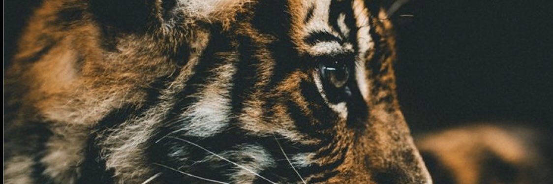 tayygarvey's profile banner image