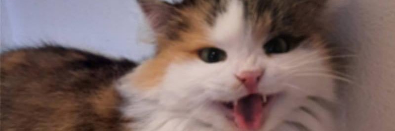 1ris_help_me's profile banner image