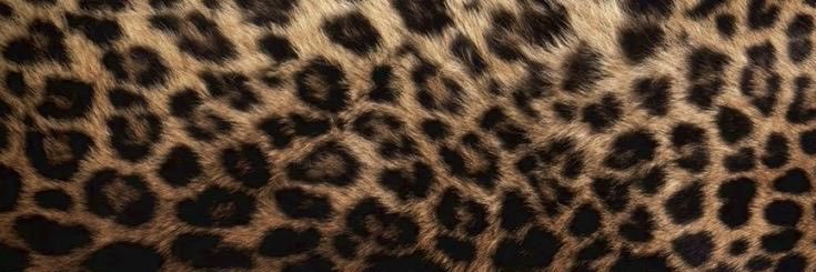 𝜗𝜚 melody banner