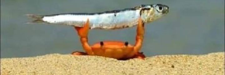 Vegeta 🇲🇦🇨🇵 banner