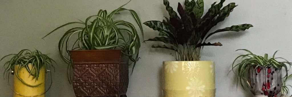 SarahRayRondot's profile banner image