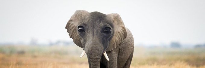 obsidian shell pippins 2 electric boogaloo banner