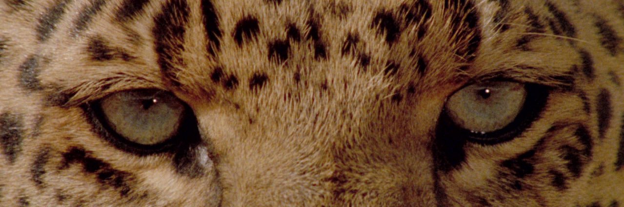 t banner