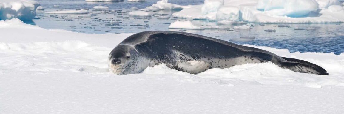 the tdick has taken me hostage banner