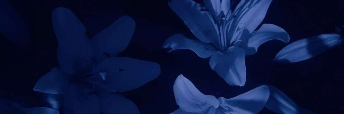 kirstin banner