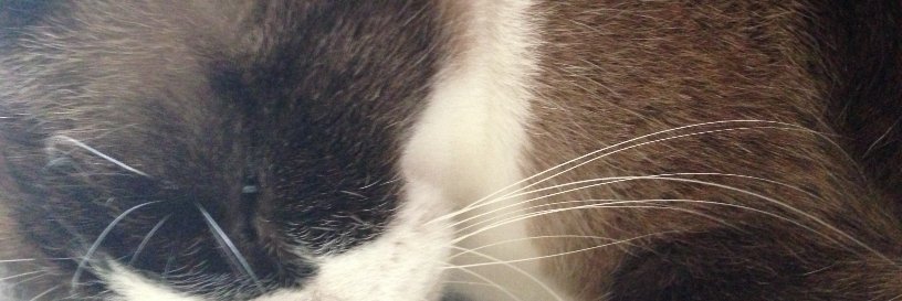 Erlkonig's profile banner image