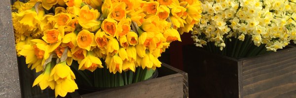 ASOMERVILLE Profile Banner