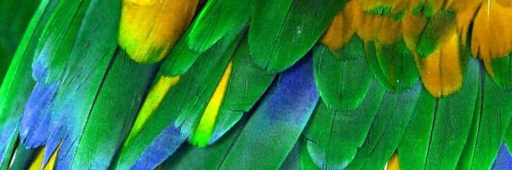 Théo Galego ! banner