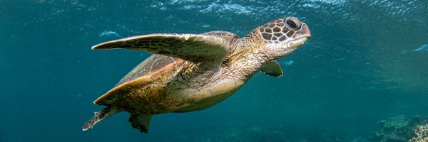 artdivine Profile Banner