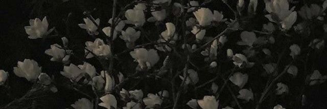 samy banner