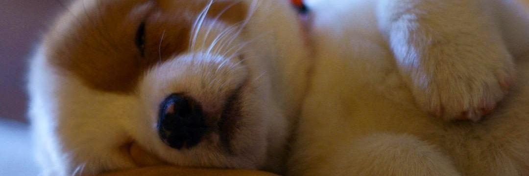 eRNa_meong's profile banner image