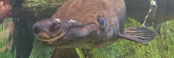 edgar banner