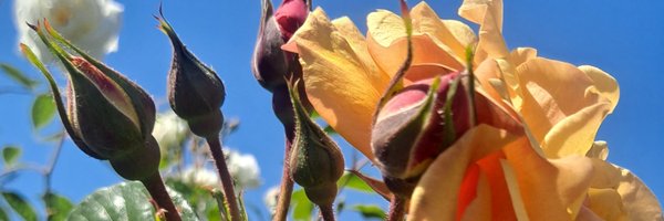 hornej13 Profile Banner