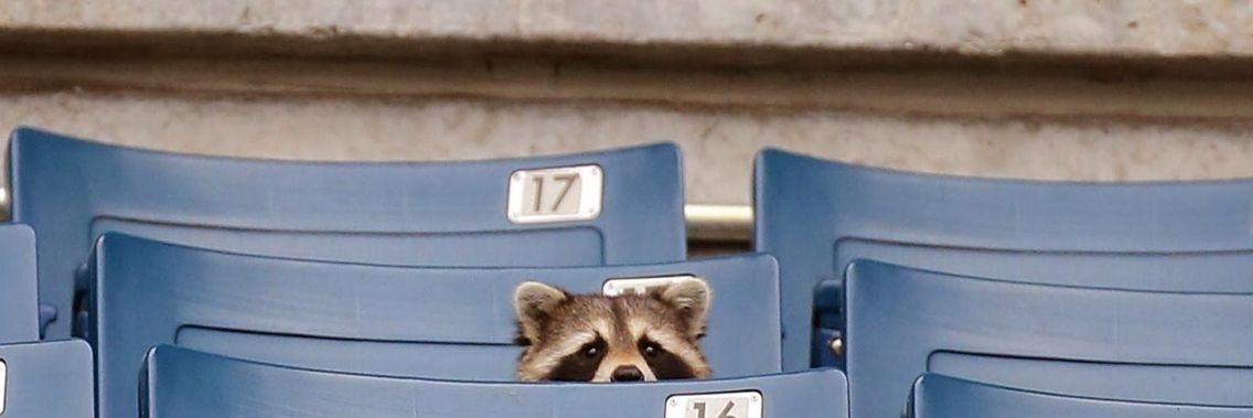 CodaChrome VA banner