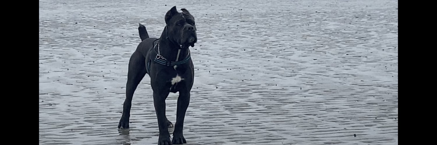 babeloeke's profile banner image
