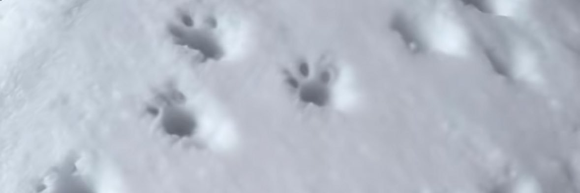 kittybaishao's profile banner image