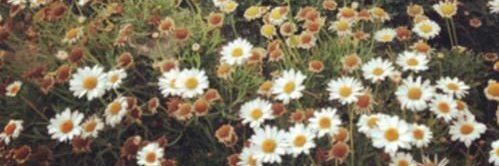 Revvie (He/They) banner