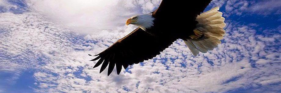 User_eagle banner