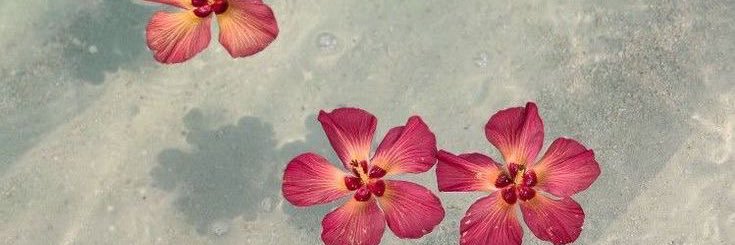 英未里 banner