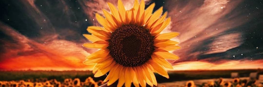 rxsemarys's profile banner image