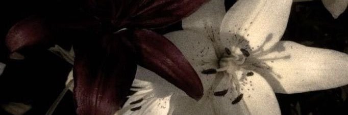 vivi 🪽 banner