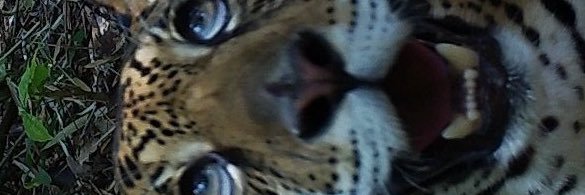 carailuci's profile banner image