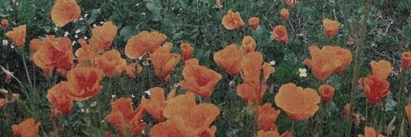 Bitcoin Diaries banner