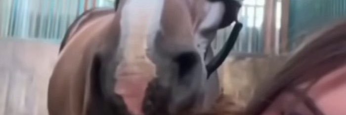 Horse banner
