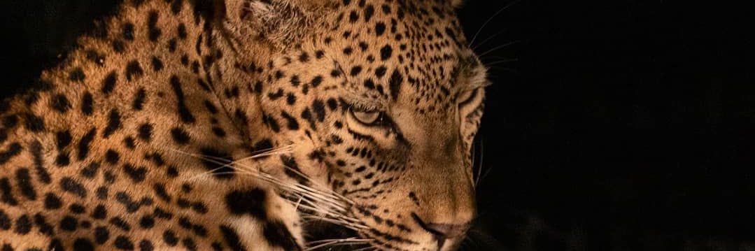 Giselle Collins | ATX banner