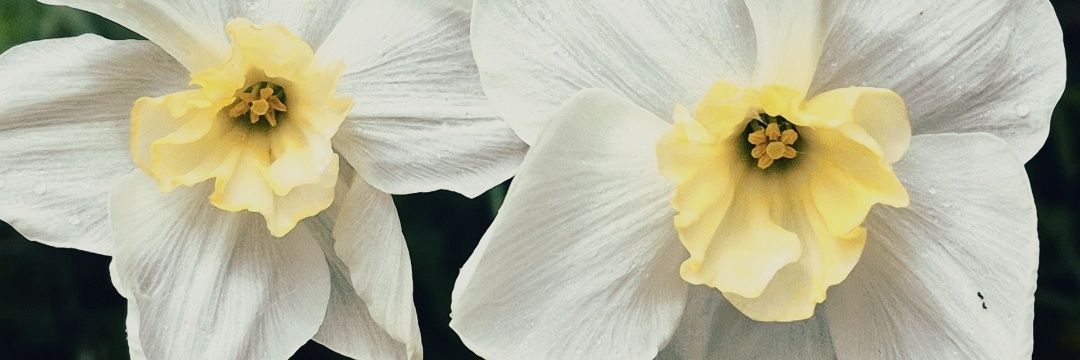 lacey 🖤✨️ banner