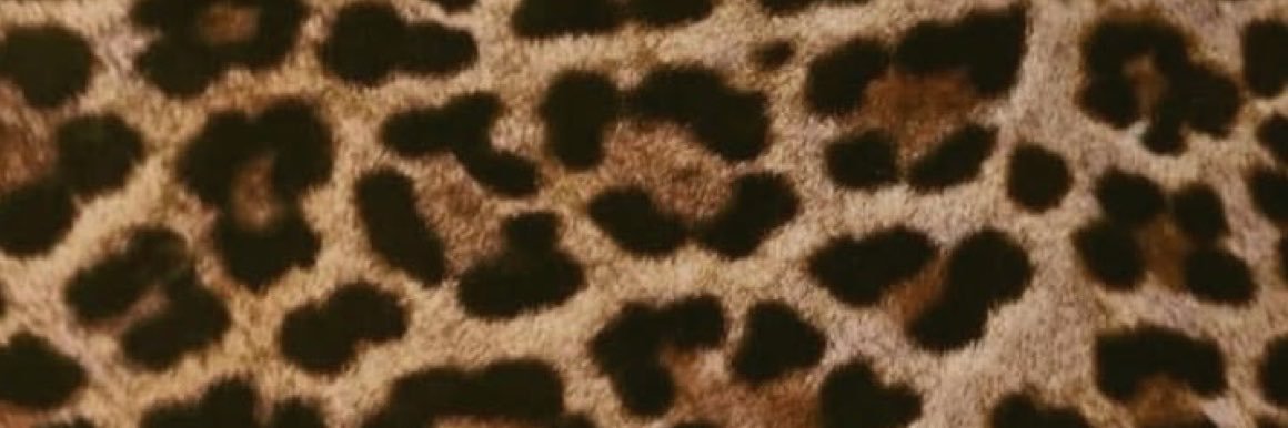 lichaabaristaxo's profile banner image
