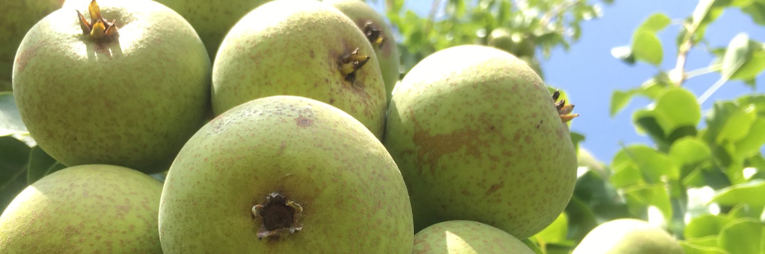 WelshCider's profile banner image