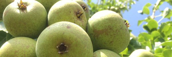 WelshCider Profile Banner