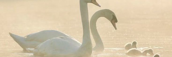 baby lady boy Riyadh💦 banner