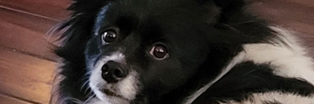 Debby & Loki banner