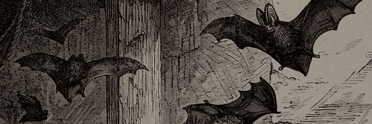 maria banner