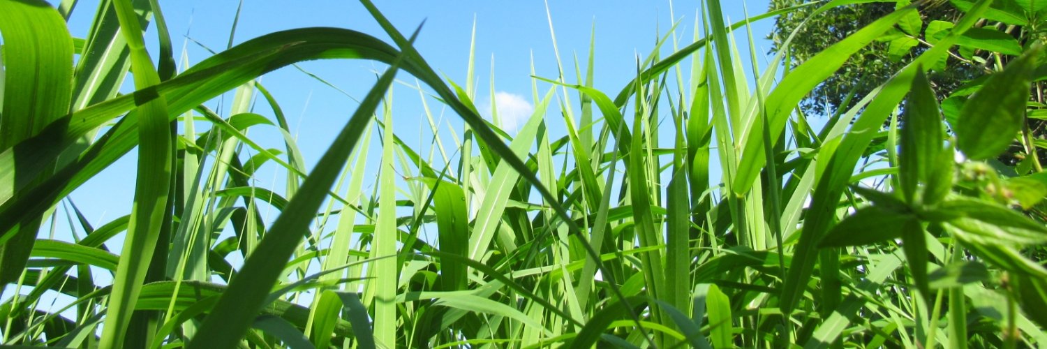 ShrunkExplorers's profile banner image
