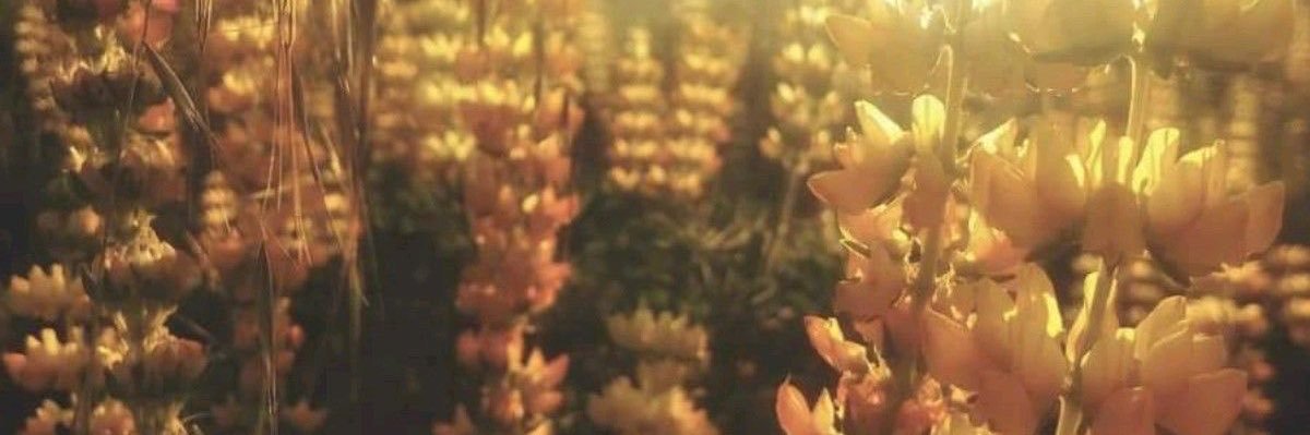 malireia's profile banner image