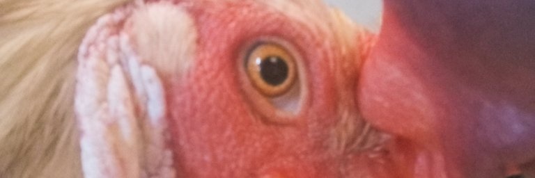 Liffnin banner