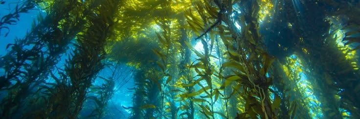 GUITA HEBBY FANTASIA banner