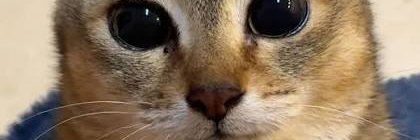 BTCsuppository's profile banner image