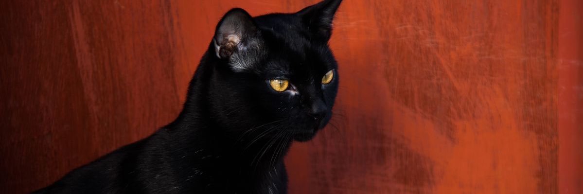wiopp11's profile banner image