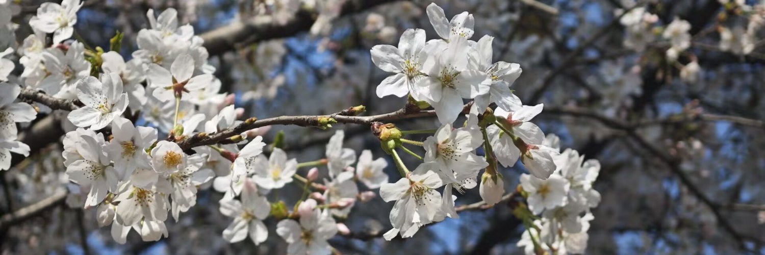 曾有风眠于雪 banner