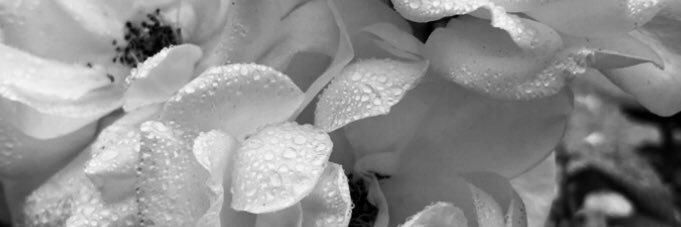 Taylormadeshell's profile banner image