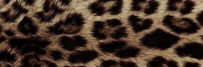 dansitasroom's profile banner image