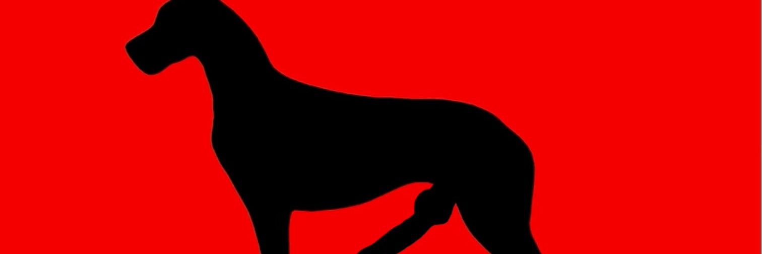 Dog Knutting ζ 🜑 🐾 banner