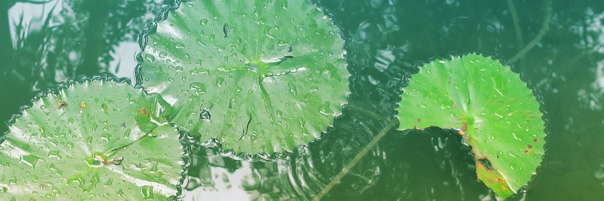 Alexandra Lee banner