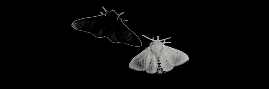 DECEASEDTOUYA's profile banner image